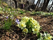 24 Primule gialle (Primula vulgaris) e erba trinita (Hepatica nobilis)